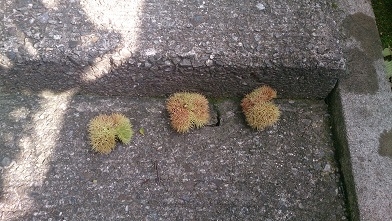 栗