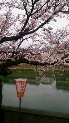 桜