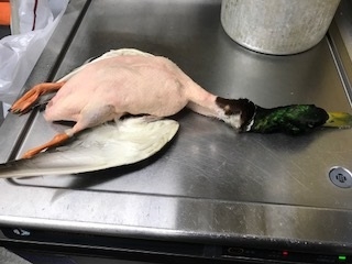 真鴨