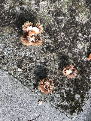 栗
